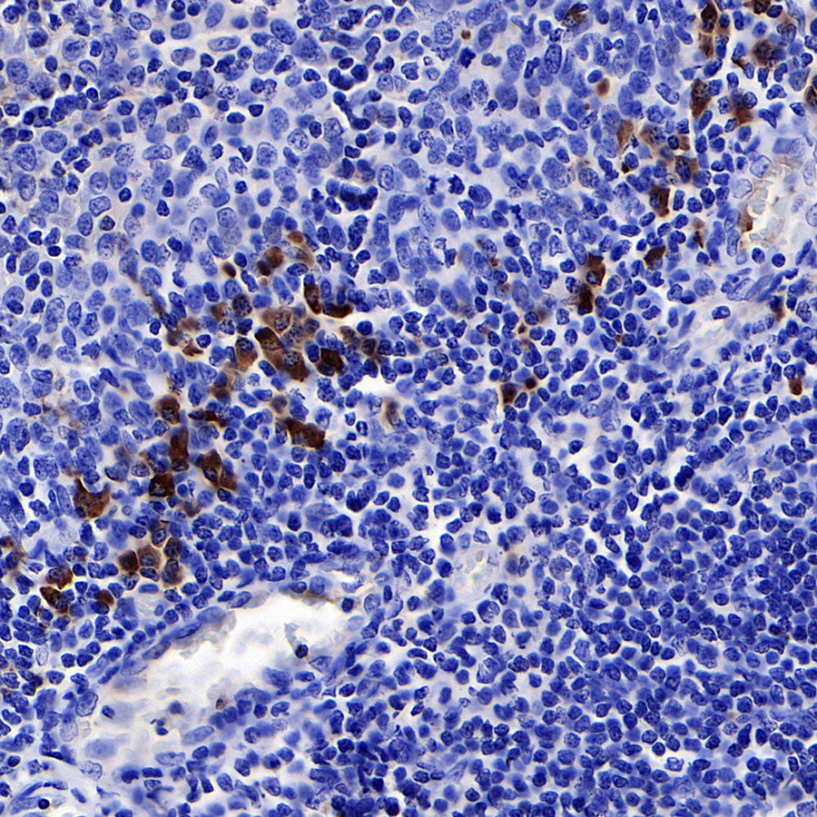 IgG F(c) Recombinant Rabbit mAb: Subtype Selection Strategies for Assay Optimization