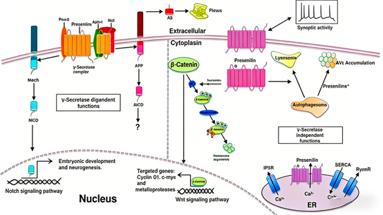 PSEN1 Antibodies: Unlocking Key Mechanisms in Alzheimer’s Disease Research