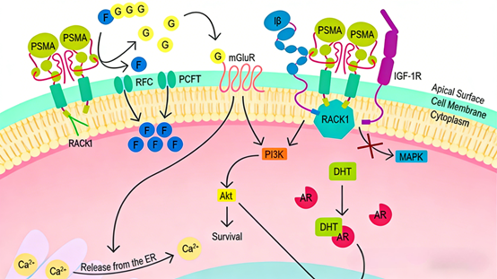 Targeted Antibodies for Precision Medicine: PSMA for Prostate Cancer &amp; PSEN1 for Alzheimer’s Disease