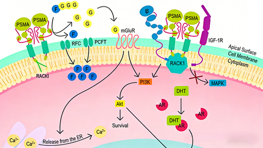 Targeted Antibodies for Precision Medicine: PSMA for Prostate Cancer &amp; PSEN1 for Alzheimer’s Disease