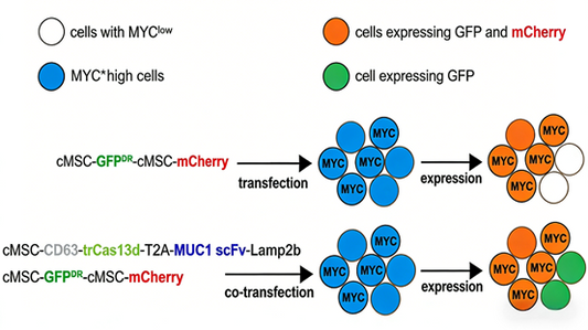 c-Myc &amp; EpCAM Antibodies: Core Tools for Tumor Immunology and Precision Oncology Research