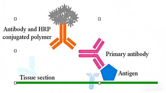IHC Detection Kits &amp; c-Myc Antibodies: Core Tools for Modern Pathological Diagnosis and Tumor Immunology Research