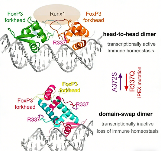 FOXP3 Antibodies &amp; IHC Detection Kits: Core Tools for Treg Cell Research and Modern Pathological Diagnosis