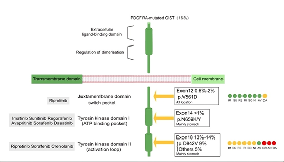 PDGFRα (CD140a) Antibodies: Unlocking Precision Therapy for Gastrointestinal Stromal Tumors (GIST)