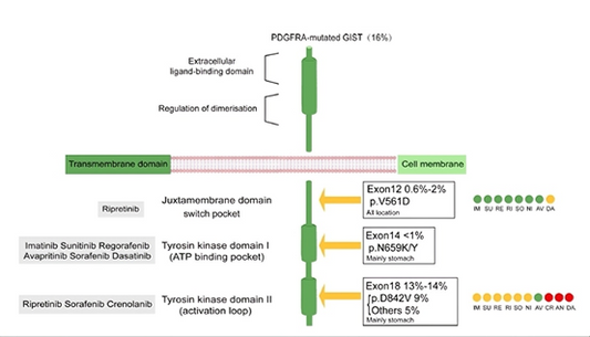 PDGFRα (CD140a) Antibodies: Unlocking Precision Therapy for Gastrointestinal Stromal Tumors (GIST)