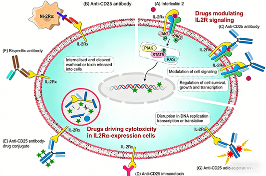 CD25 &amp; PD-1 Antibodies: Synergistic Tools for Tumor Immunotherapy and Immune Regulation Research