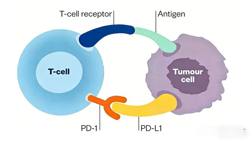 PD-L1 Antibodies &amp; Antibody Customization: Cornerstones of Tumor Immunotherapy and Biomedical Research