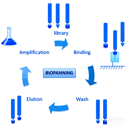 Optimizing IgG Antibody Drug Development: The Transformative Power of Magnetic Bead Automated Purification Systems