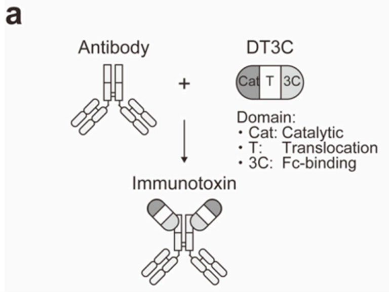 Dt3 Target DT3C: A Powerful Tool for Evaluating Antibody Internalization Efficien ...