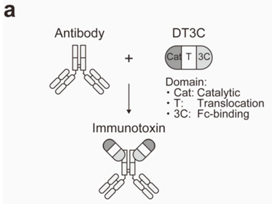 DT3C: A Powerful Tool for Evaluating Antibody Internalization Efficiency in ADC Drug Development