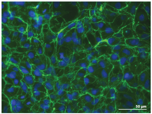 Fibronectin: A Core Regulator of Cellular Behavior in In Vitro Culture