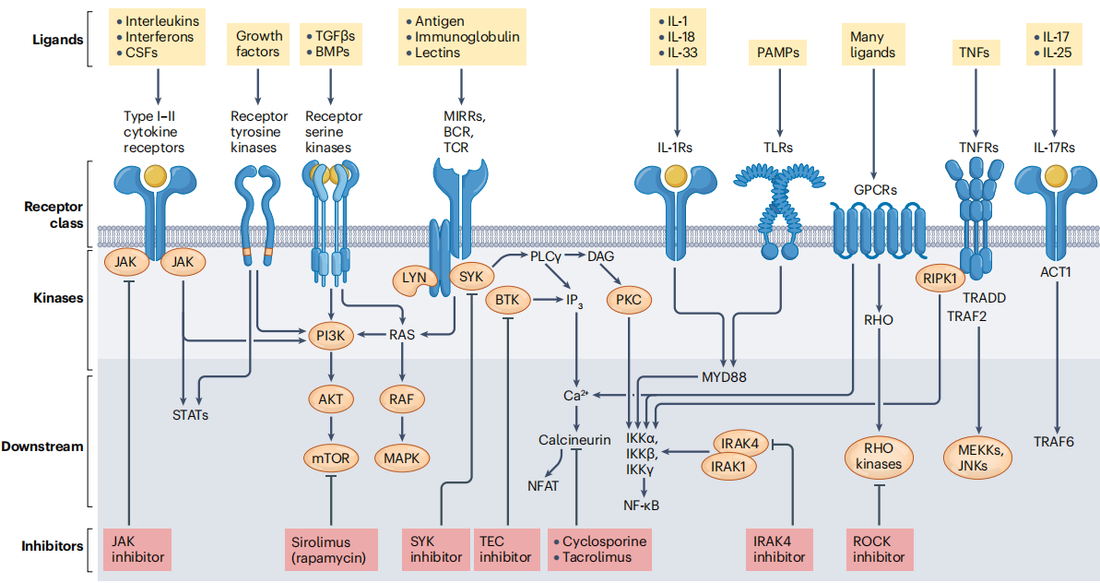 Protein Kinase Drug Development: Two Decades of Innovations from Lab Research to Clinical Application