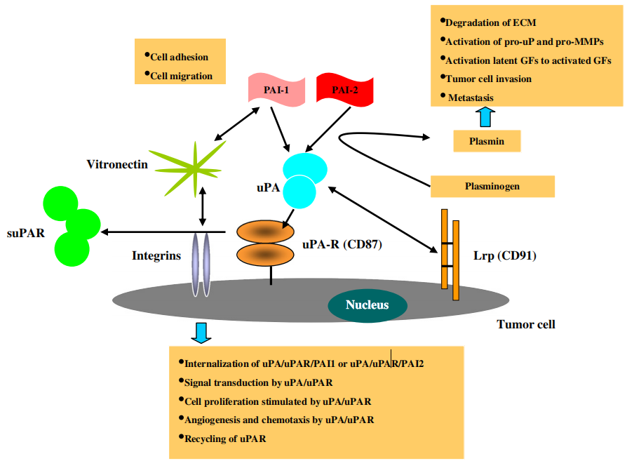 uPAR/CD87: A Pivotal Regulator in the Tumor Microenvironment and Beyond