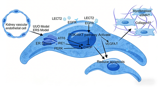 LECT2-Mediated ER Stress and EGFR Signaling: Unraveling the Hepatorenal Cross-Talk in Renal Fibrosis