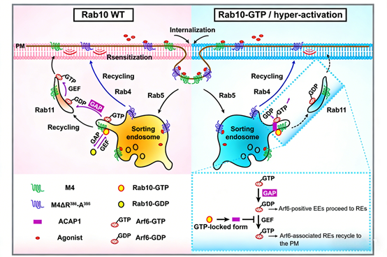 Rab10 (Thr73): Unveiling Its Regulatory Mechanism in M4 Muscarinic Receptor Membrane Trafficking and Signaling