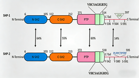 Targeting SHP-2 (Tyr542): Novel Therapeutic Opportunities and Challenges in Tumor Research