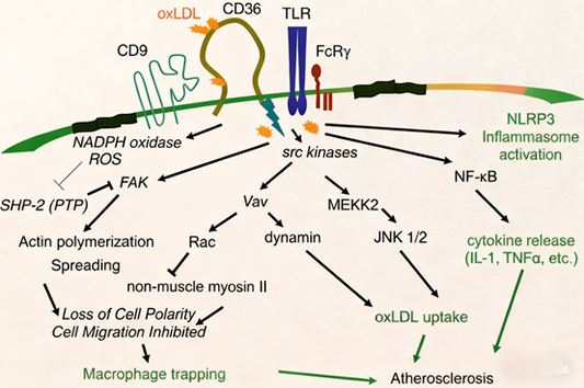 CD36 in Atherosclerosis: Multifaceted Regulatory Roles and the Power of Targeted Antibody Research Tools