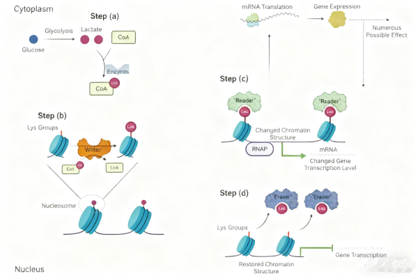 Lactylation Antibodies: Decoding the Cross-Talk Between Tumor Metabolism and Immunity with ANT BIO PTE. LTD.