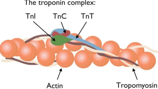 Cardiac Troponin T (cTnT): A Gold-Standard Biomarker for Myocardial Injury Research
