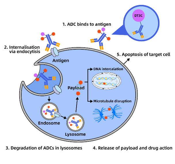 Antibody Endocytosis Efficiency Assay: Advanced Reagents for Targeted Research