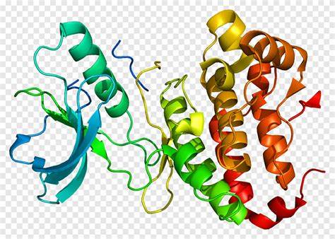 EFNA3 Protein: Mechanisms, Pathological Roles and Translational Research Potential.
