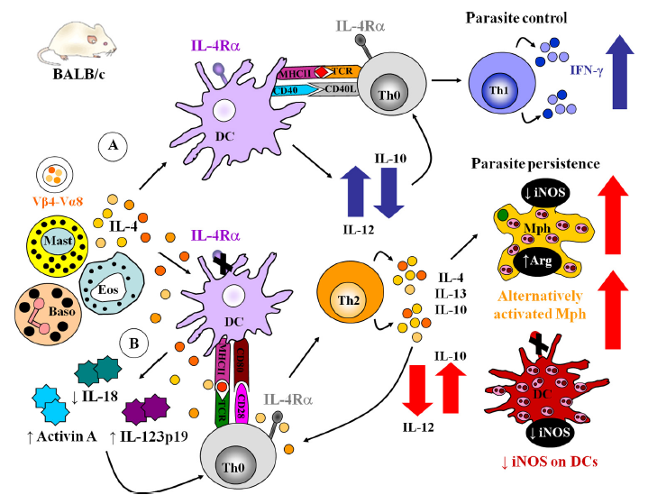 The IL-4/IL-4R Signaling Pathway: Mechanisms, Pathological Roles and Targeted Therapeutic Development
