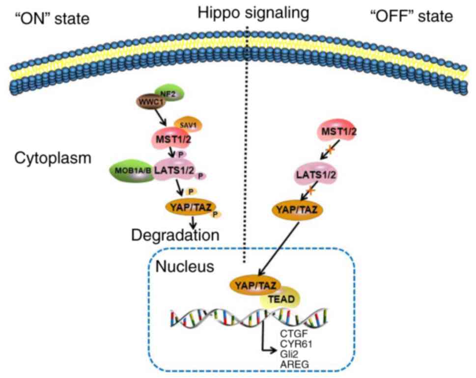 TEAD4 Transcription Factor: Master Regulator of Development, Homeostasis and Oncogenesis
