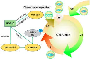 USP13: A Master Regulator of Protein Homeostasis in Health and Disease