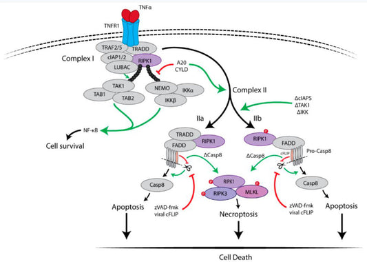 Deciphering ROS-Mediated Regulation of Necroptosis: Advanced Research Tools for Mechanistic Analysis