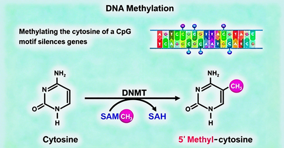 Methylation Antibodies: Decoding the Epigenetic Regulatory Code with ANT BIO PTE. LTD.