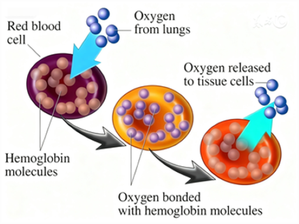 Erythropoietin (EPO): Unraveling Its Physiological Mechanisms and Clinical Potential with ANT BIO PTE. LTD.