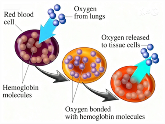 Erythropoietin (EPO): Unraveling Its Physiological Mechanisms and Clinical Potential with ANT BIO PTE. LTD.
