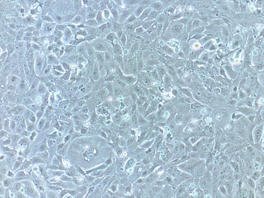 HL-1 Cardiomyocytes: A Premier Cellular Model Advancing Cardiac Biology Research