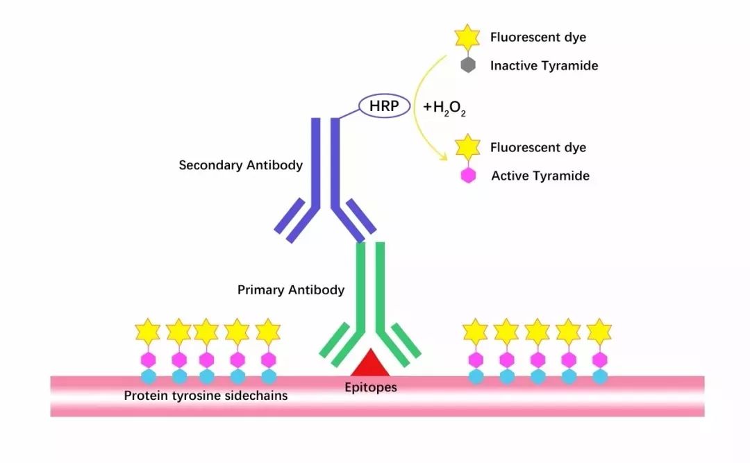 HRP-DAB Kits: A Core Chromogenic Tool for Advanced Immunohistochemical Detection