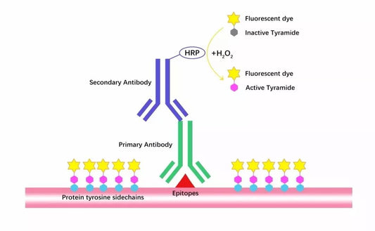 HRP-DAB Kits: A Core Chromogenic Tool for Advanced Immunohistochemical Detection