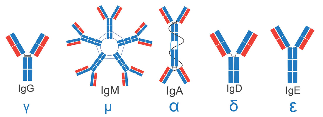 Antigen-Antibody Raw Materials: The Core Backbone of Immunodiagnostics in the IVD Industry