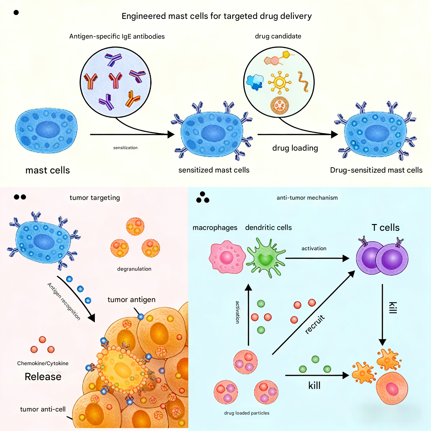 Human IgE His-Tagged Protein: Driving Innovation in Tumor Immunotherap ...