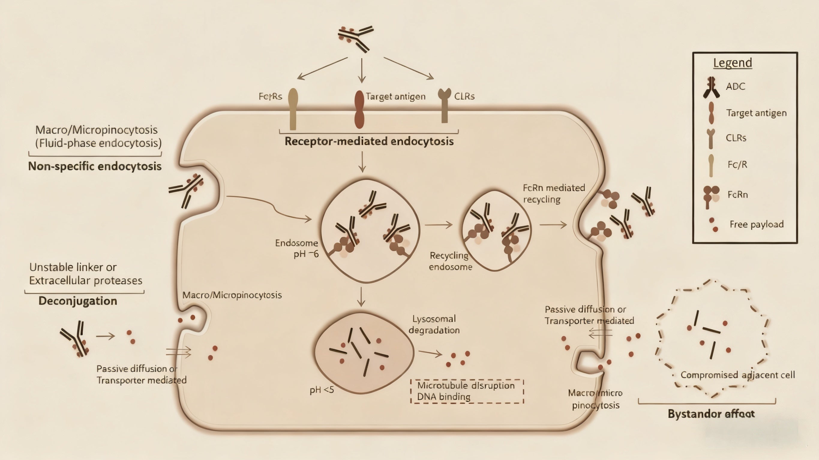 Off-Target Toxicity of Antibody-Drug Conjugates (ADCs): Unraveling the ...