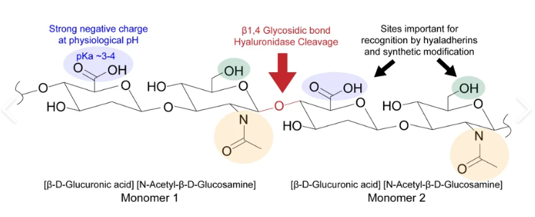 Hyaluronic Acid: From Natural Polysaccharide to Multidisciplinary Biomedical Innovation
