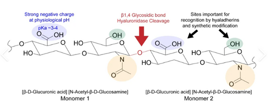 Hyaluronic Acid: From Natural Polysaccharide to Multidisciplinary Biomedical Innovation