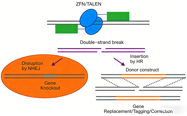 KO-Validated Antibodies: The Gold Standard for Specificity in Protein Research with ANT BIO PTE. LTD.