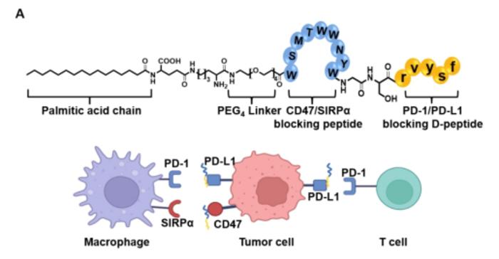 Unraveling the MFR Protein: Key Functions, Research Frontiers and ANT BIO PTE. LTD. Product Enablement