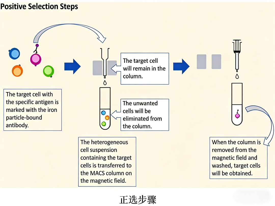 Efficient Cell Sorting with Magnetic Beads: Principles, Technologies and ANT BIO PTE. LTD. Solutions