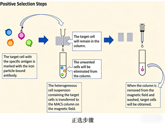 Efficient Cell Sorting with Magnetic Beads: Principles, Technologies and ANT BIO PTE. LTD. Solutions