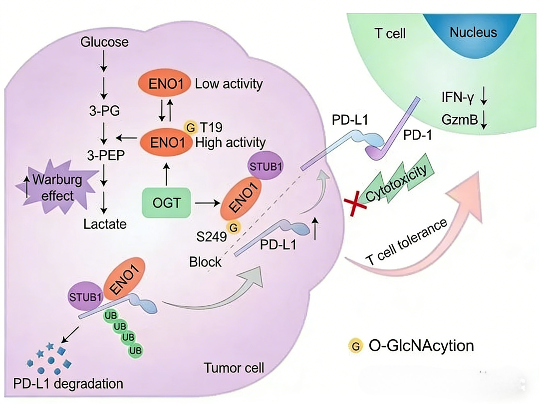 Antibody Glycosylation Modification: Unraveling Novel Mechanisms of Tumor Immune Evasion and ANT BIO PTE. LTD. Research Solutions