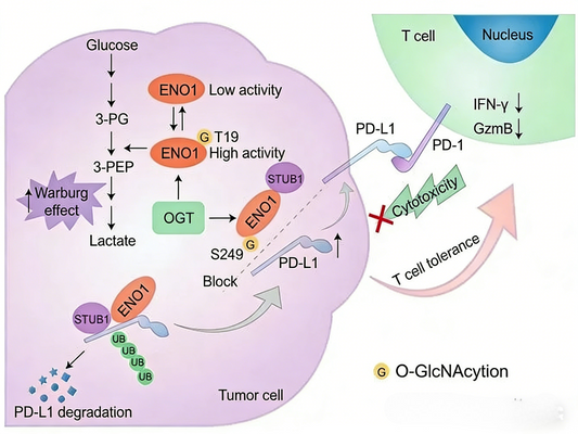Antibody Glycosylation Modification: Unraveling Novel Mechanisms of Tumor Immune Evasion and ANT BIO PTE. LTD. Research Solutions