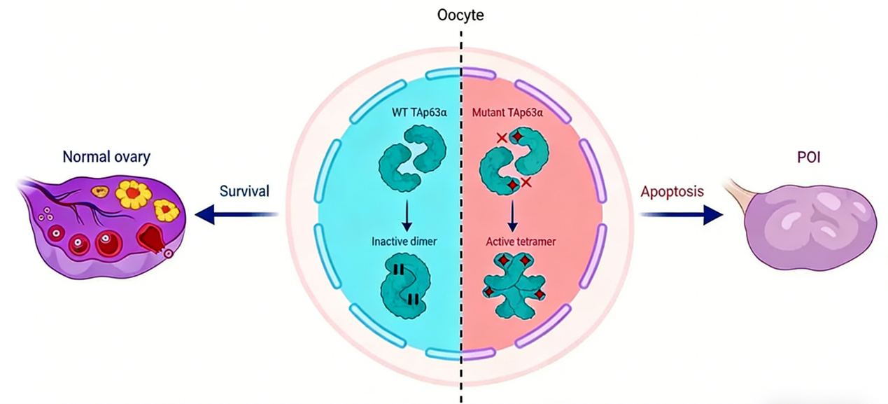 p63 in Oocyte Apoptosis: Mechanistic Insights and Research Tools – AntBio