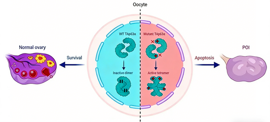 p63 in Oocyte Apoptosis: Mechanistic Insights and Research Tools