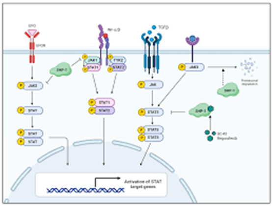 SHP Substrate 1: A Central Regulator in Cellular Signaling and Immune Biology