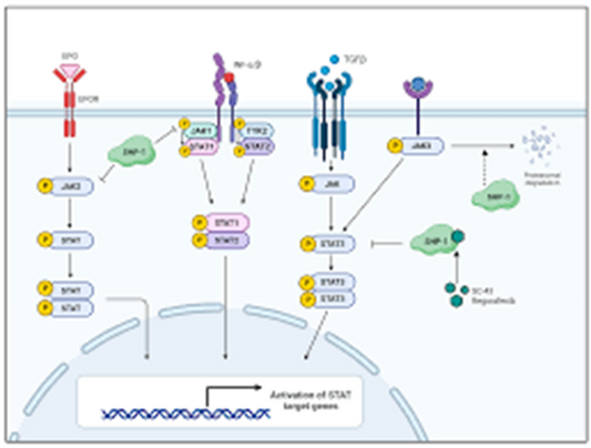 SHP Substrate 1: A Central Regulator in Cellular Signaling and Immune Biology